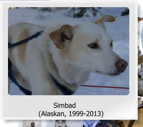 Simbad (Alaskan, 1999-2013)