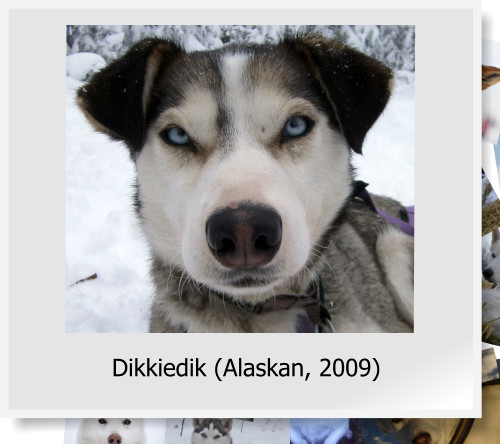Dikkiedik (Alaskan, 2009)