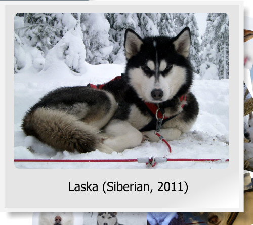 Laska (Siberian, 2011)