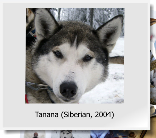 Tanana (Siberian, 2004)