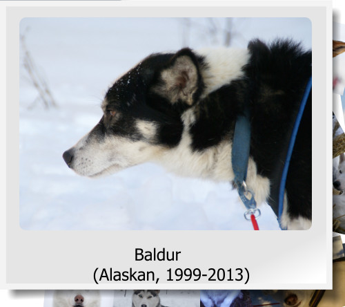 Baldur (Alaskan, 1999-2013)