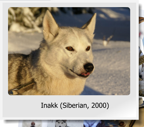 Inakk (Siberian, 2000)