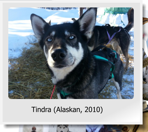Tindra (Alaskan, 2010)