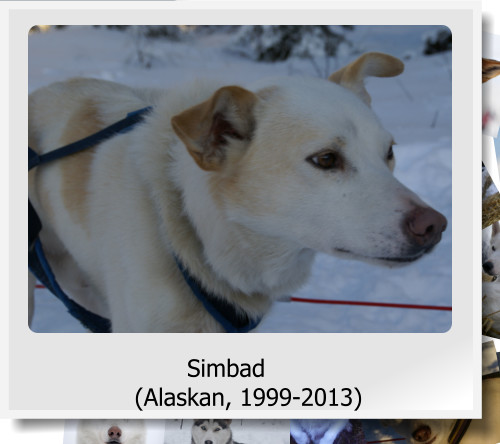 Simbad (Alaskan, 1999-2013)