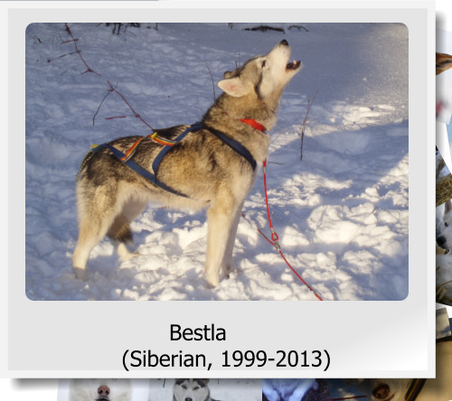 Bestla (Siberian, 1999-2013)